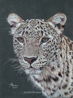 Leopard portrait - 29 hours
Anthracite Pastelmat
11.5" x 15.5"
Ref: Denise Laurent